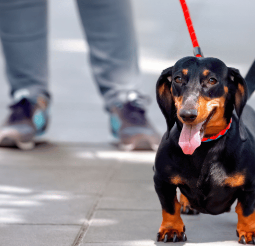 Assistance Animals - Rochdale